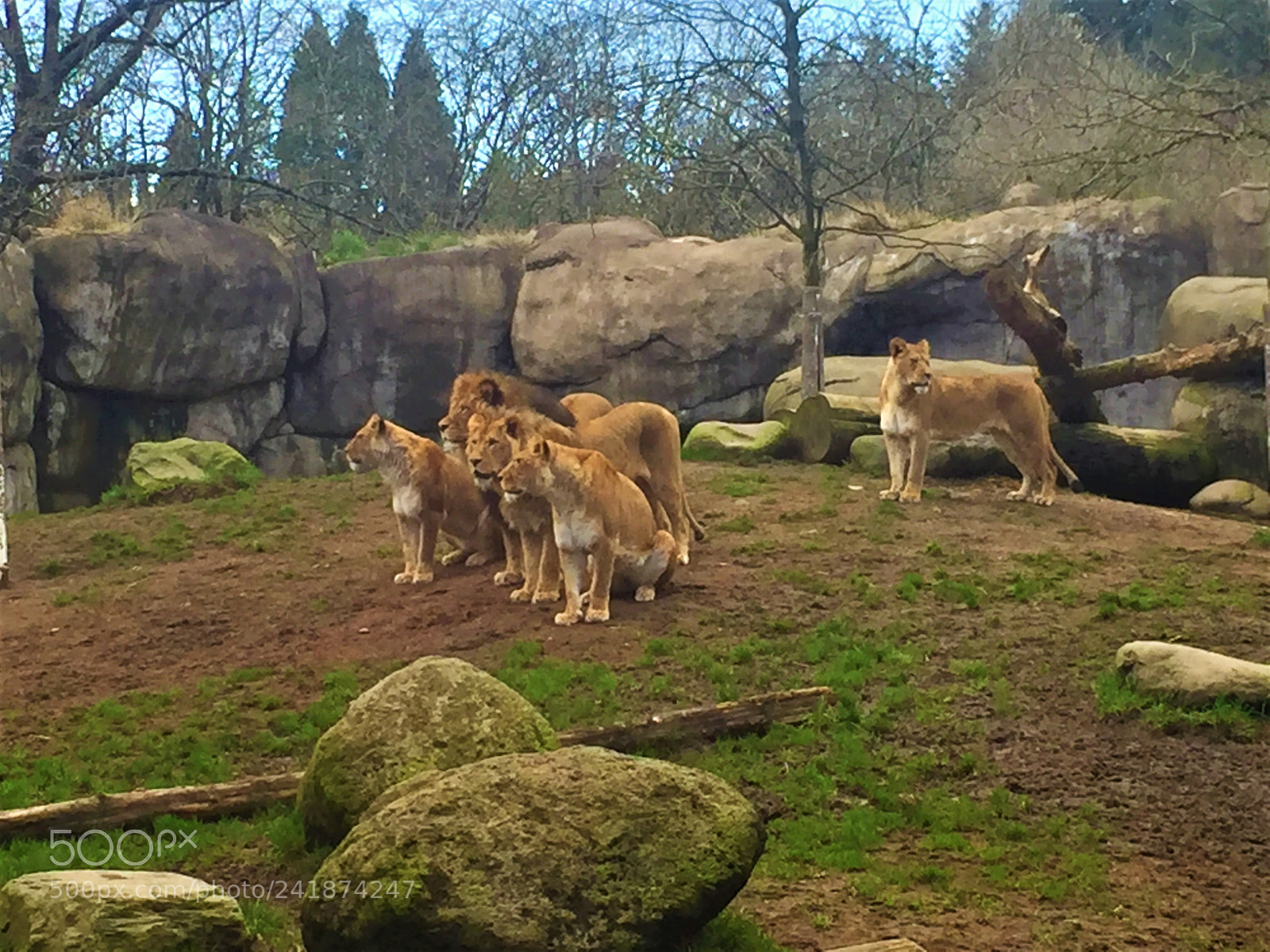 Apple iPhone 6 sample photo. Lions photography