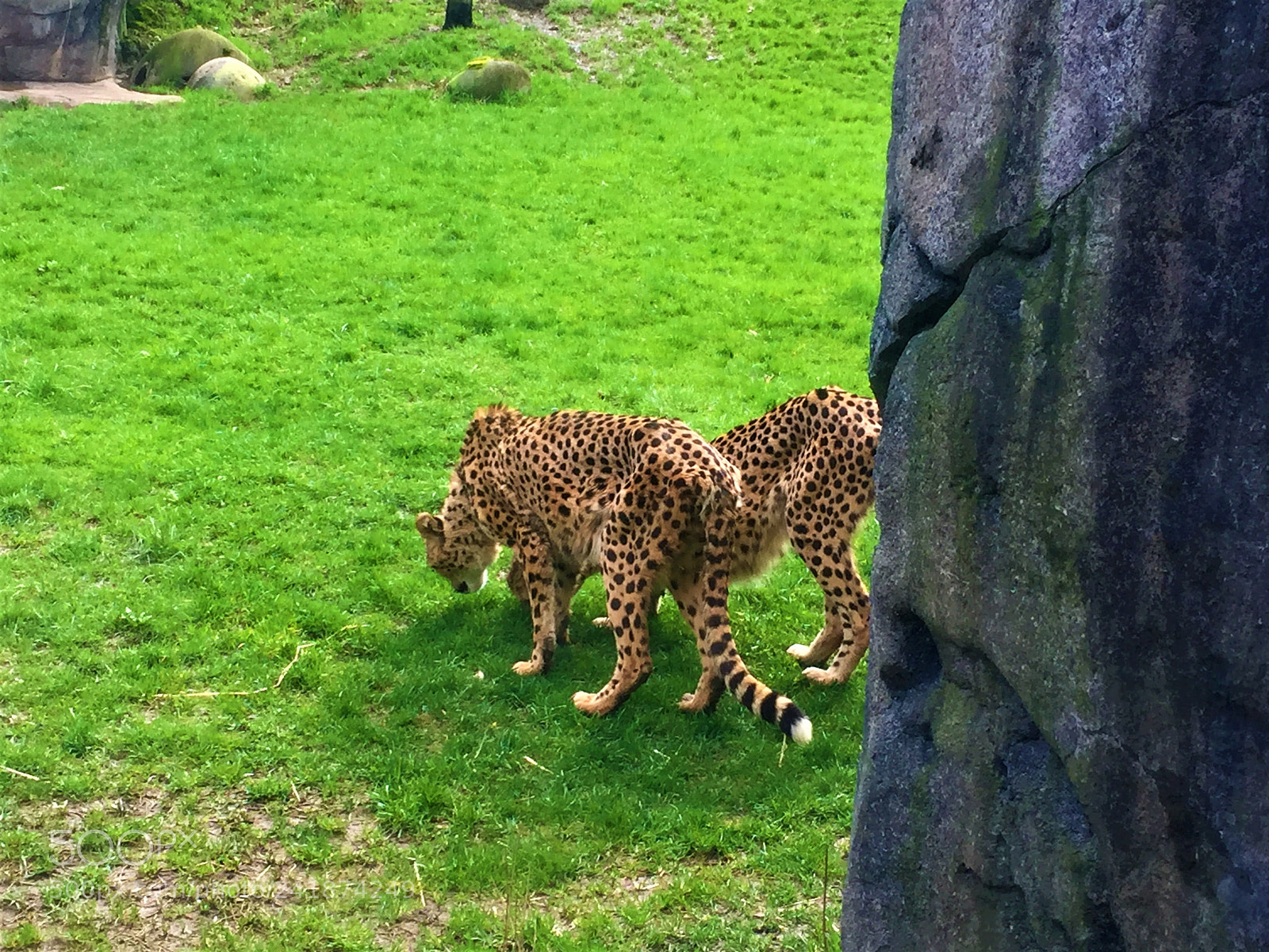 Apple iPhone 6 sample photo. Animals photography