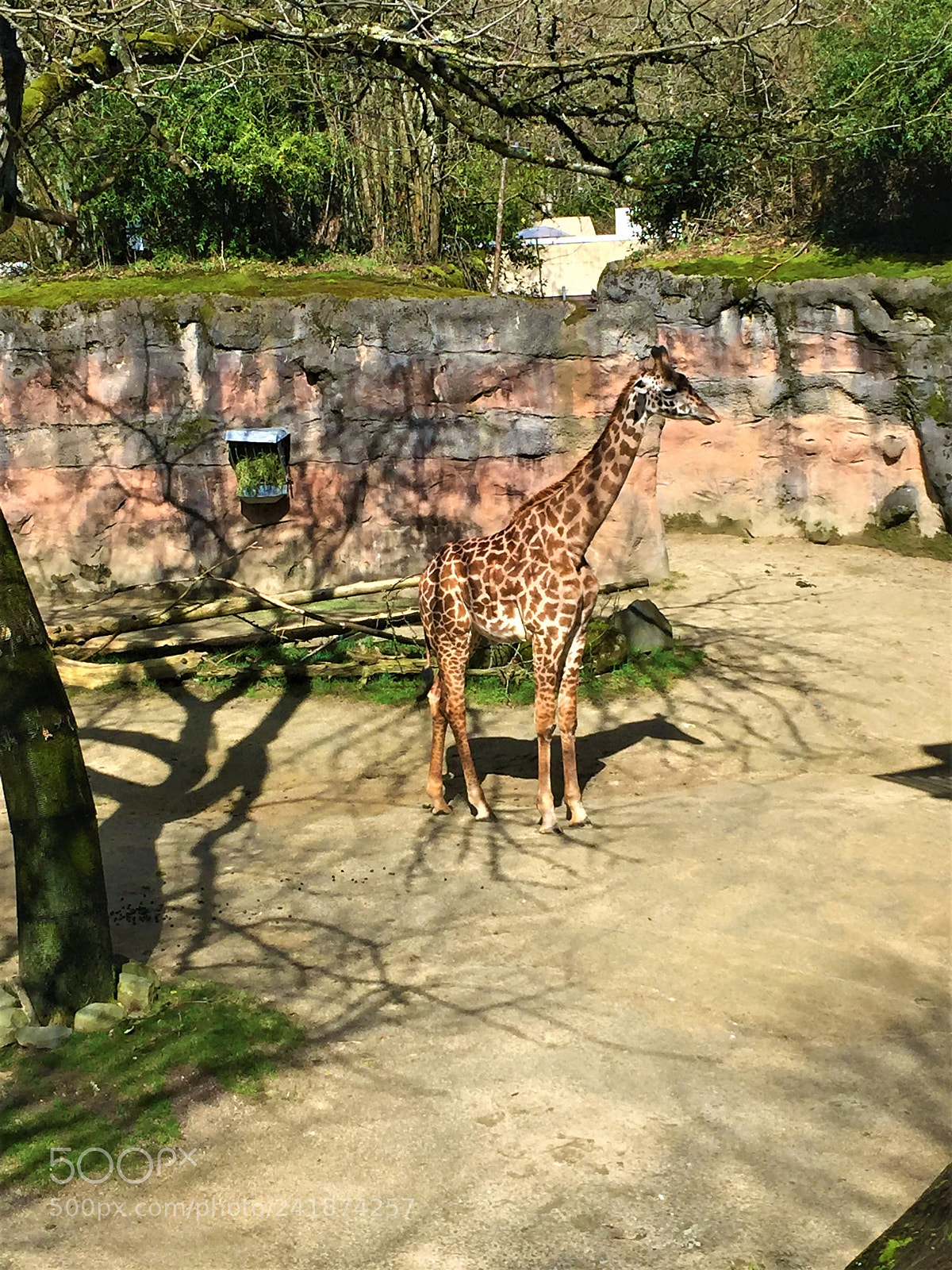 Apple iPhone 6 sample photo. Giraffe photography