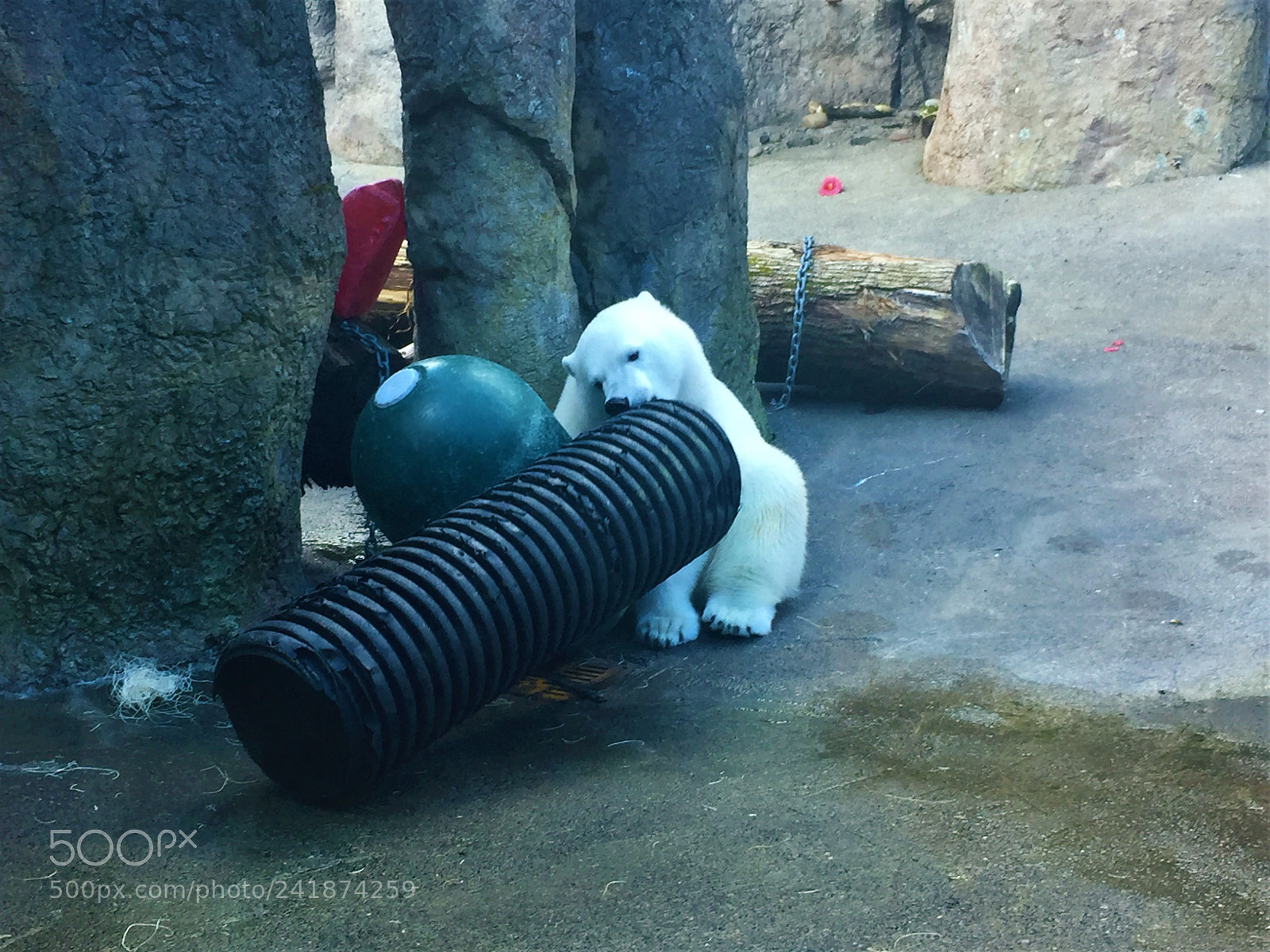 Apple iPhone 6 sample photo. Bear photography