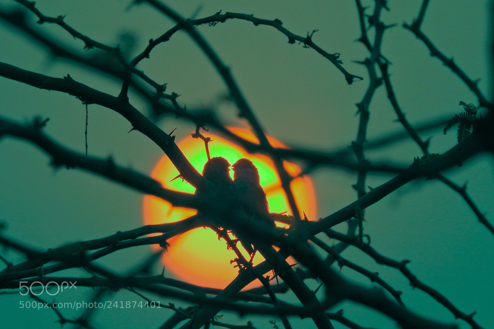 Nikon Coolpix P900 sample photo. Love birds - silhouettes photography