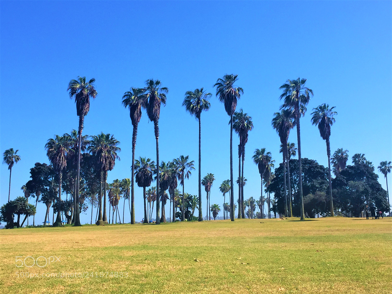 Apple iPhone 6 sample photo. Palms photography