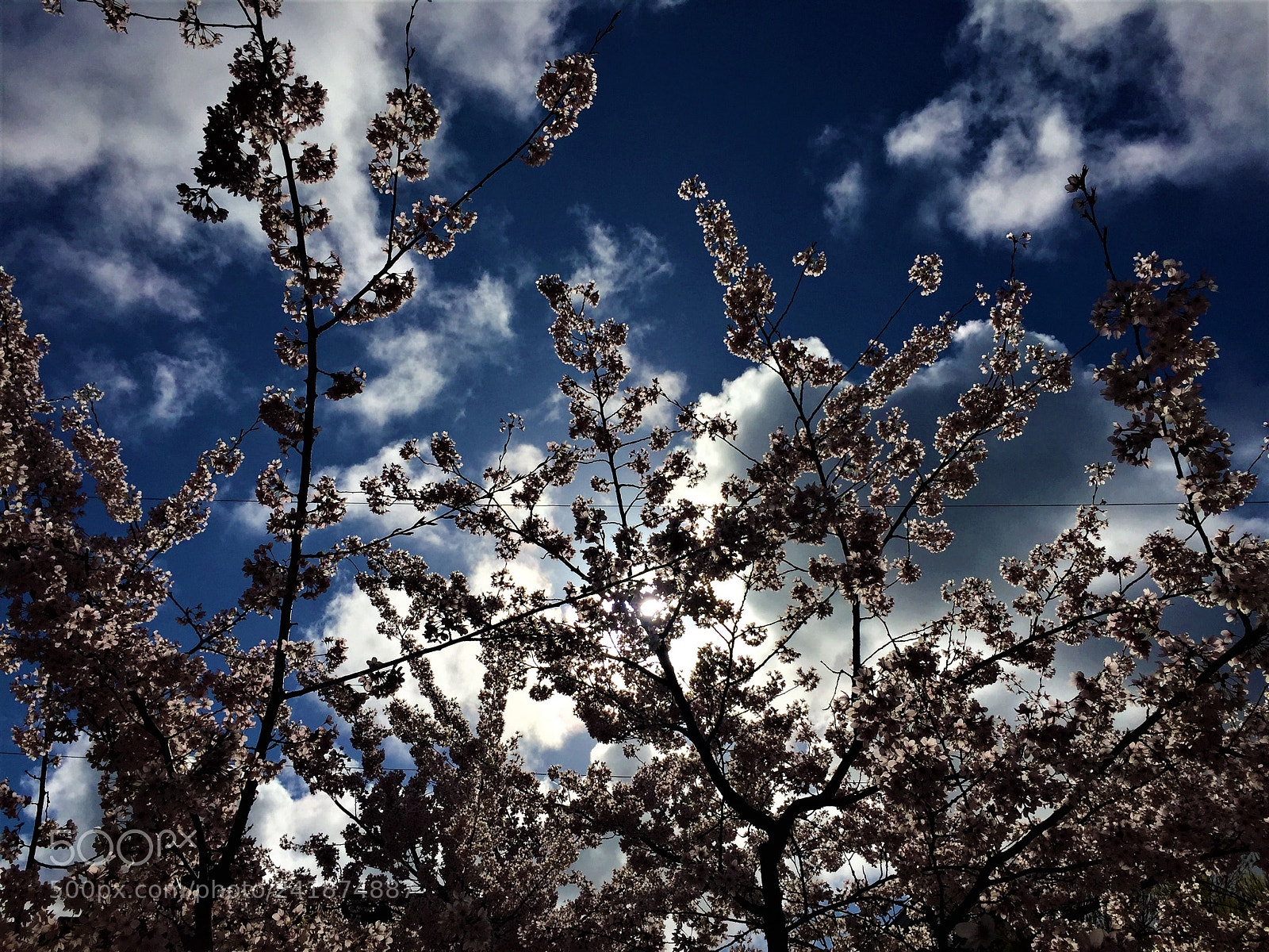 Apple iPhone 6 sample photo. Tree photography