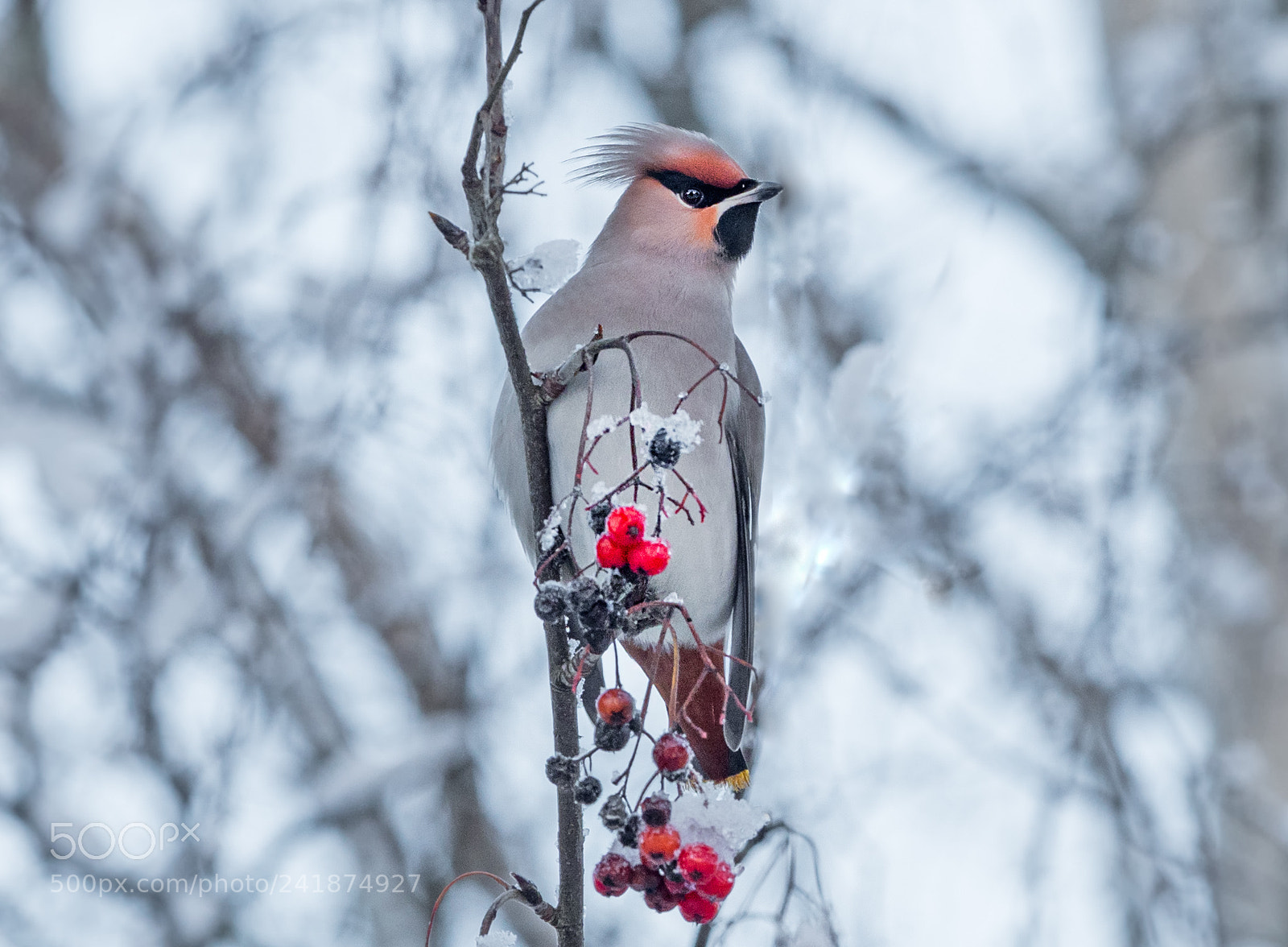 Olympus OM-D E-M1 Mark II sample photo. Waxwing photography