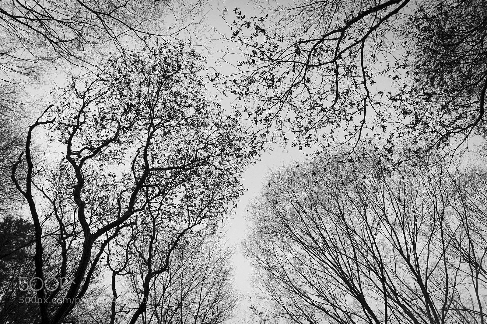 Canon EOS 100D (EOS Rebel SL1 / EOS Kiss X7) sample photo. The winter photography