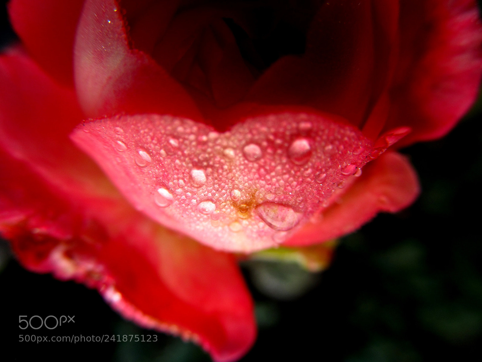 Canon PowerShot SX130 IS sample photo. Heart shaped rose petals photography