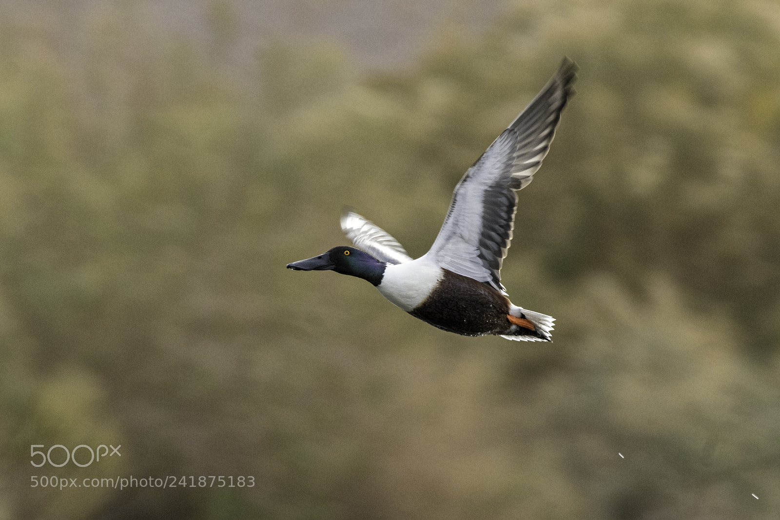 Nikon D500 sample photo. The swift departure photography
