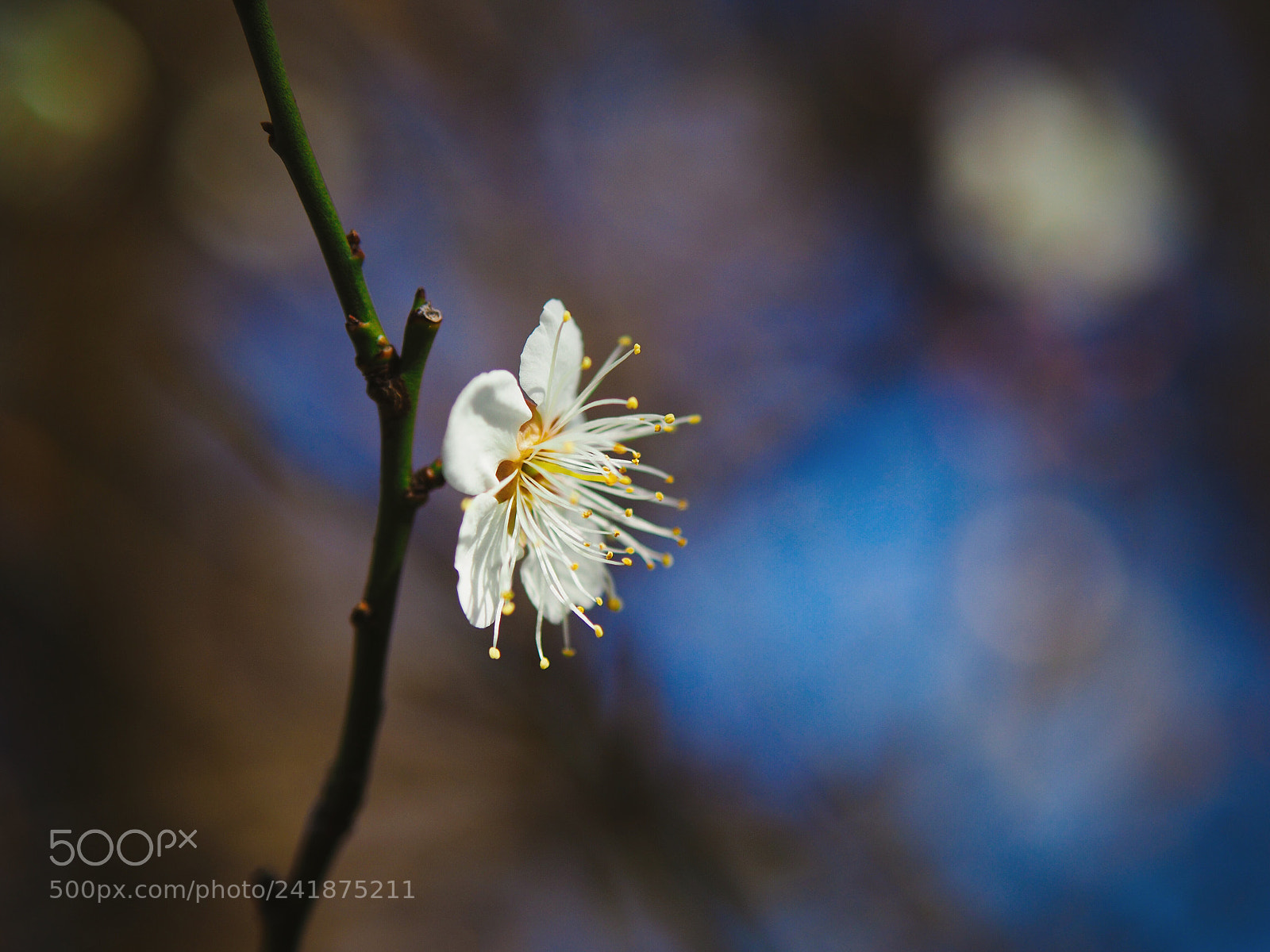 Olympus OM-D E-M10 II sample photo. First flowering plum photography