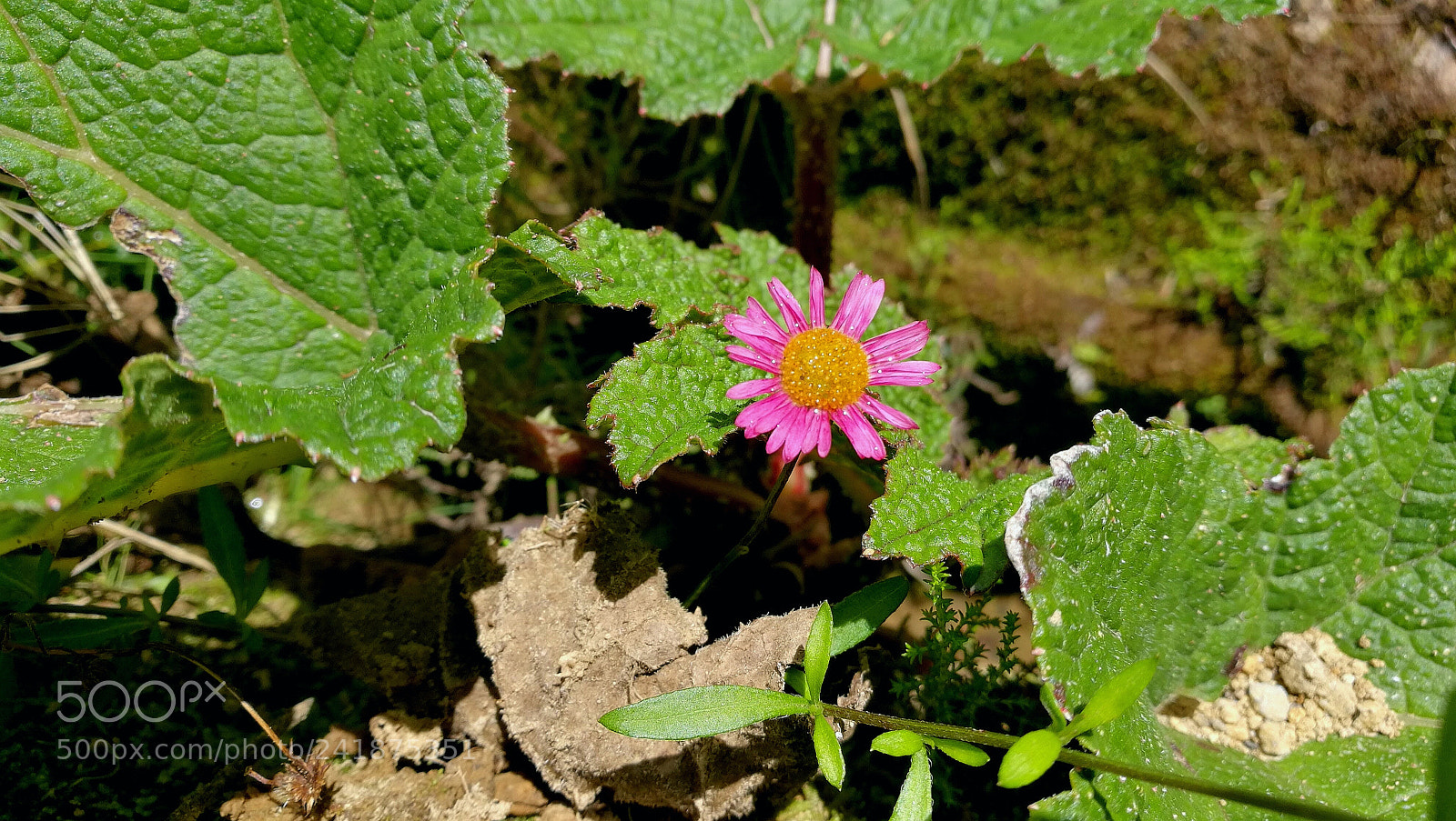HUAWEI Honor 8 sample photo. Flower photography