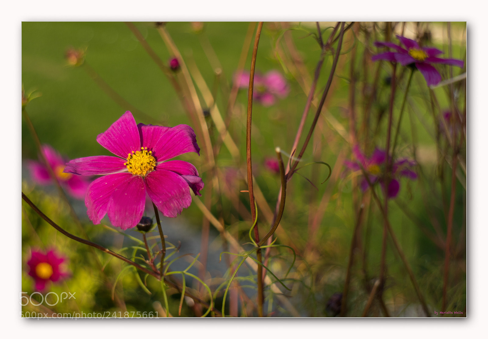 Canon EOS M5 sample photo. Wild flowers in palace photography