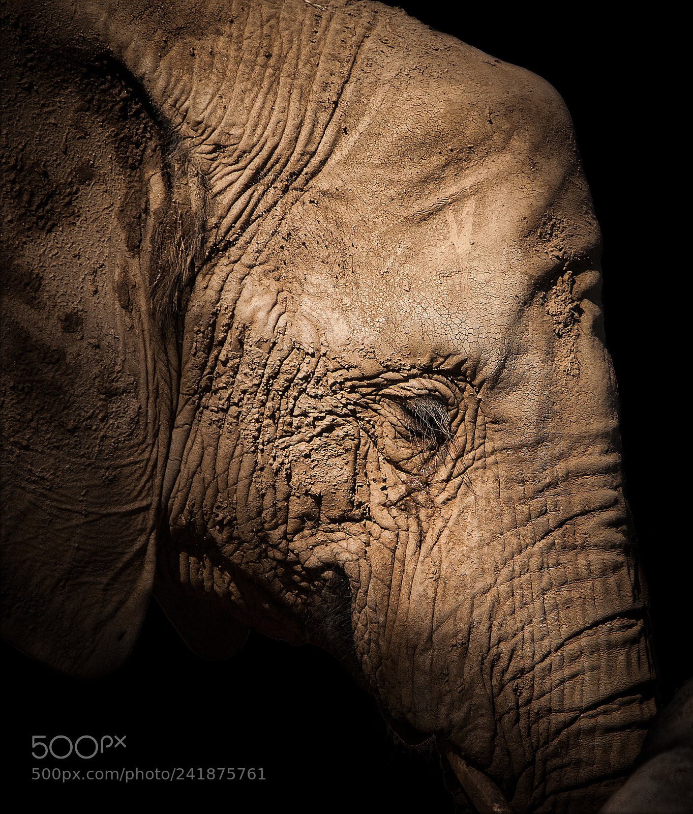 Canon EOS-1D Mark II sample photo. Elephant study san diego photography