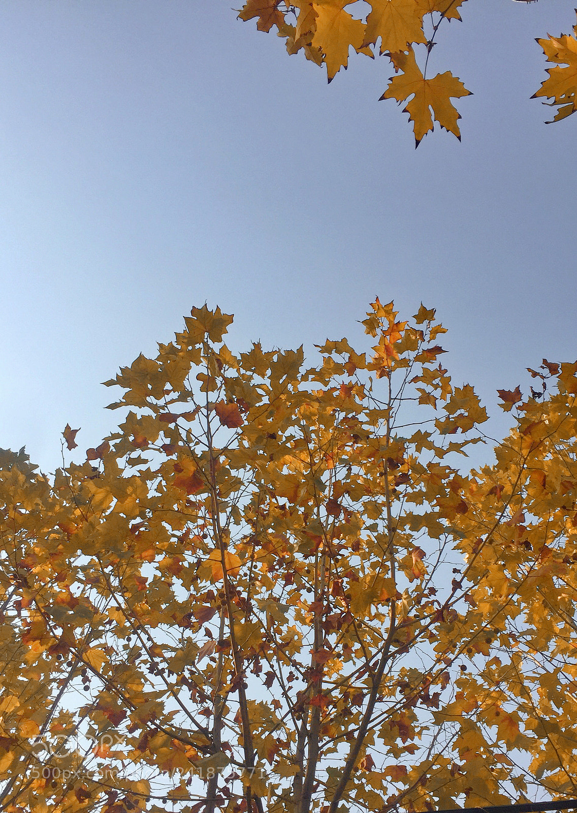 Apple iPhone 6 Plus sample photo. 8.jpg photography