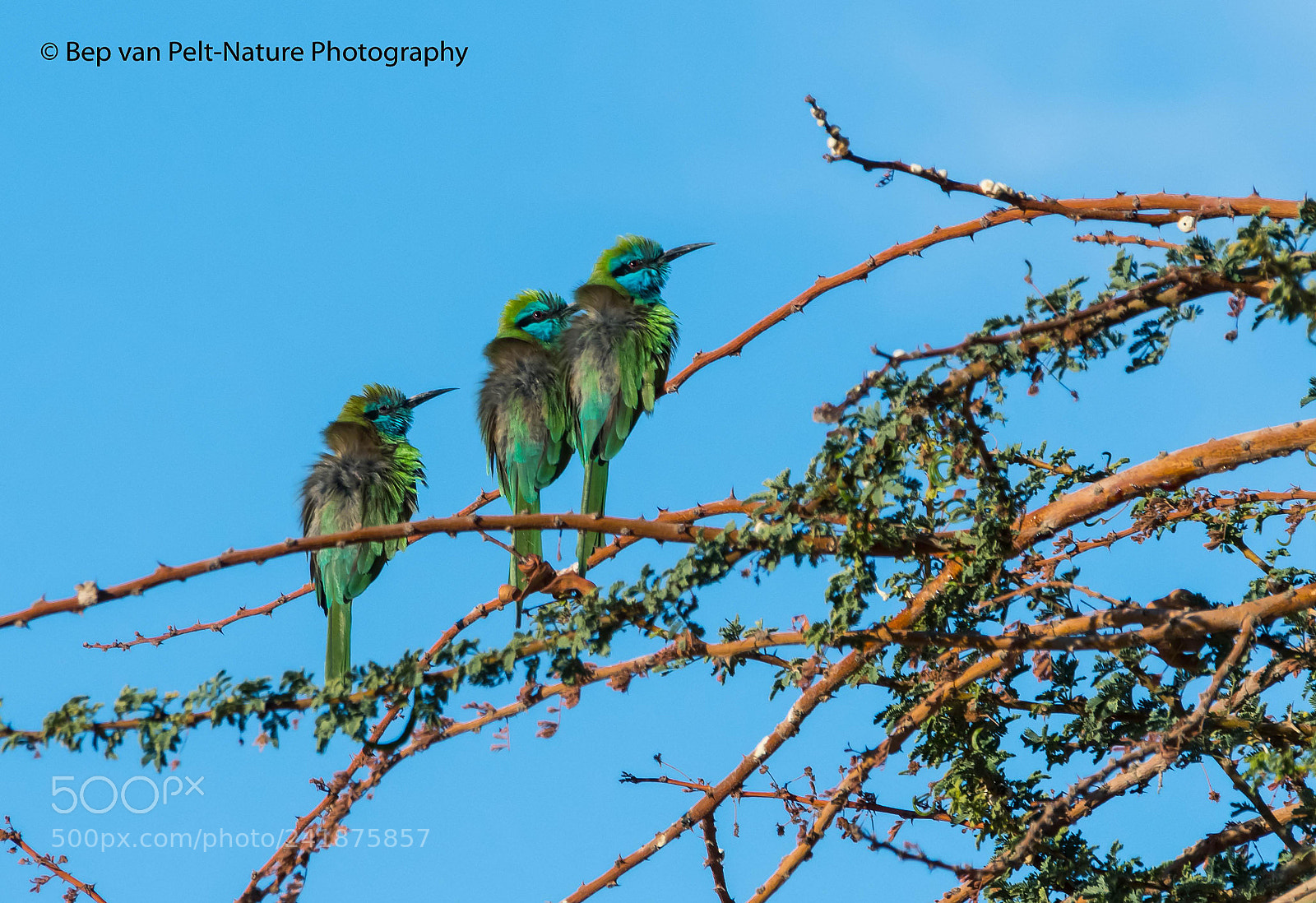 Nikon D500 sample photo. Happy together photography