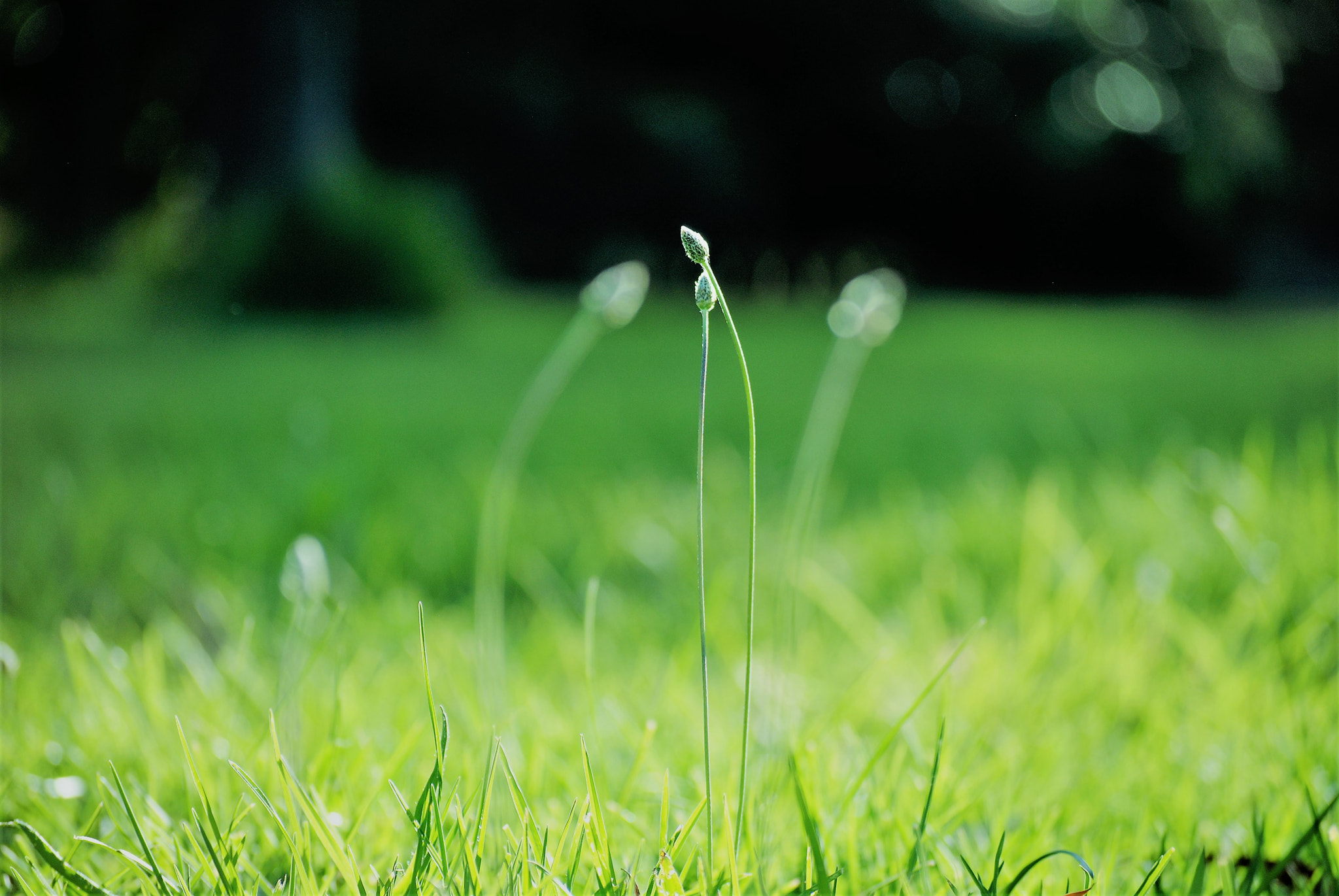 Nikon D3000 sample photo. 2totango photography