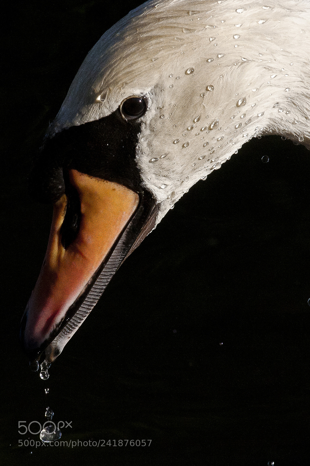 Canon EOS 400D (EOS Digital Rebel XTi / EOS Kiss Digital X) sample photo. Swan id photography
