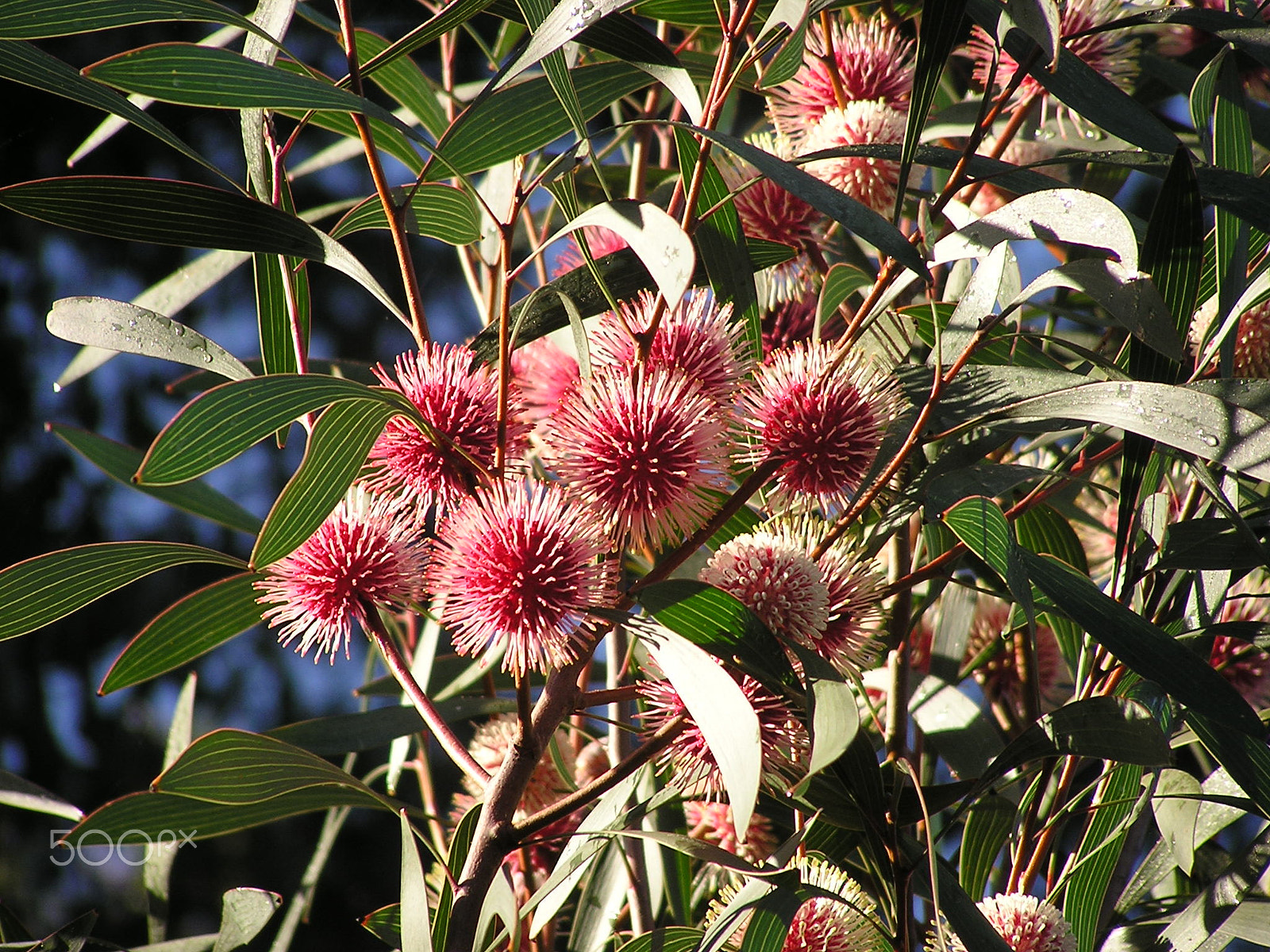 Olympus C740UZ sample photo. Pin cushion hakea photography