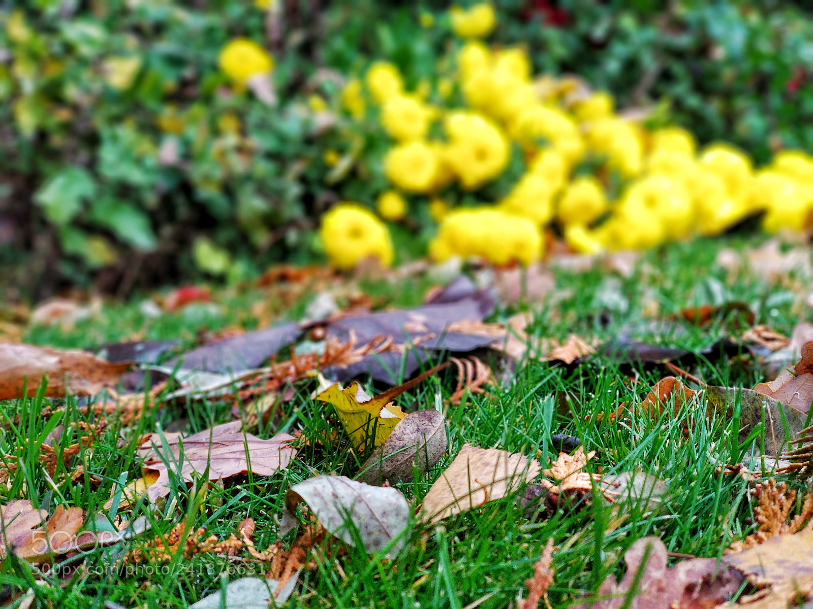Xiaomi Mi A1 sample photo. Autumn photography