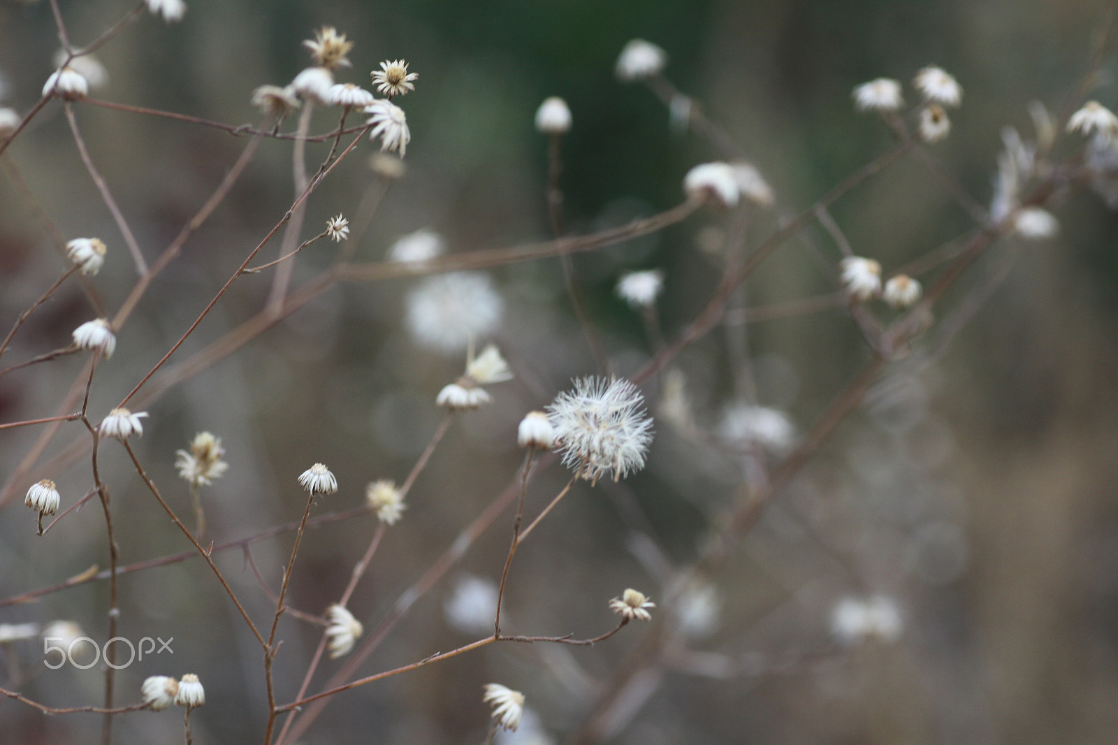 Canon EOS 50D + Tamron SP AF 90mm F2.8 Di Macro sample photo. In a dreamy mood photography