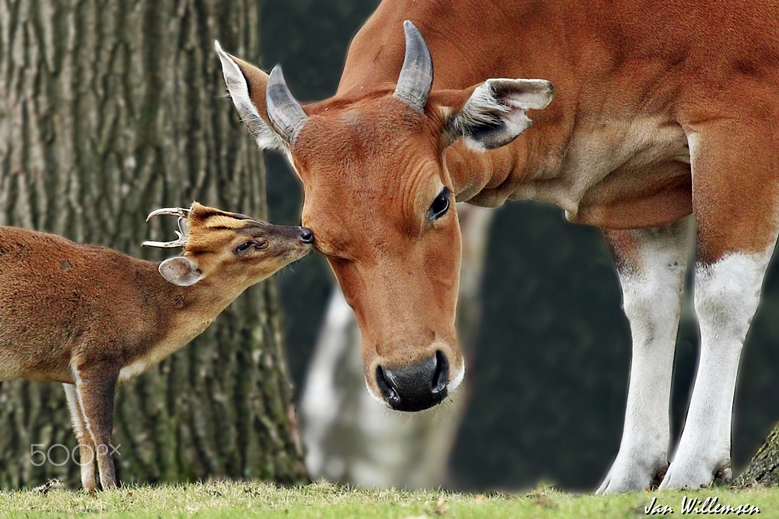 Canon EF 100-400mm F4.5-5.6L IS USM sample photo. Banteng and muntjac photography
