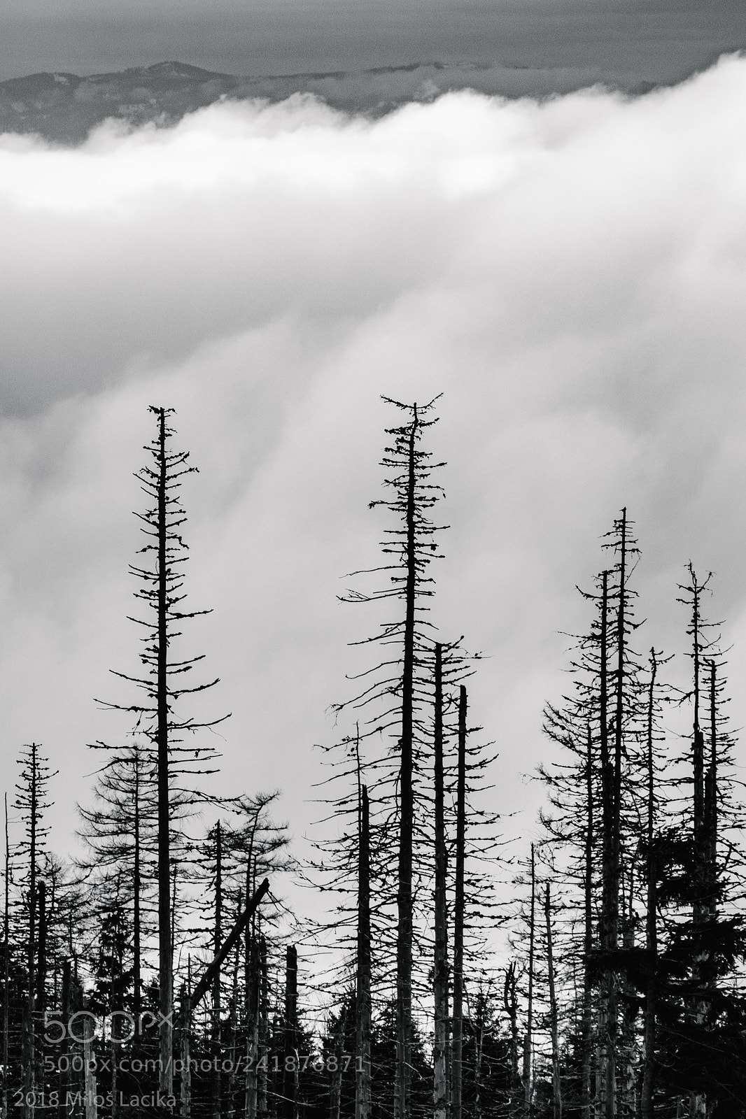 Fujifilm X-Pro2 sample photo. Sad trees photography