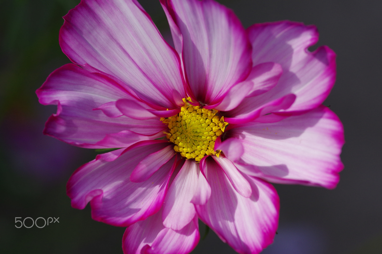 Pentax smc D-FA 100mm F2.8 Macro WR sample photo. Cosmos photography
