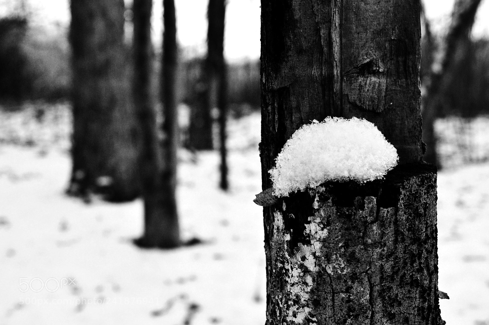 Nikon D3100 sample photo. Untitled photography