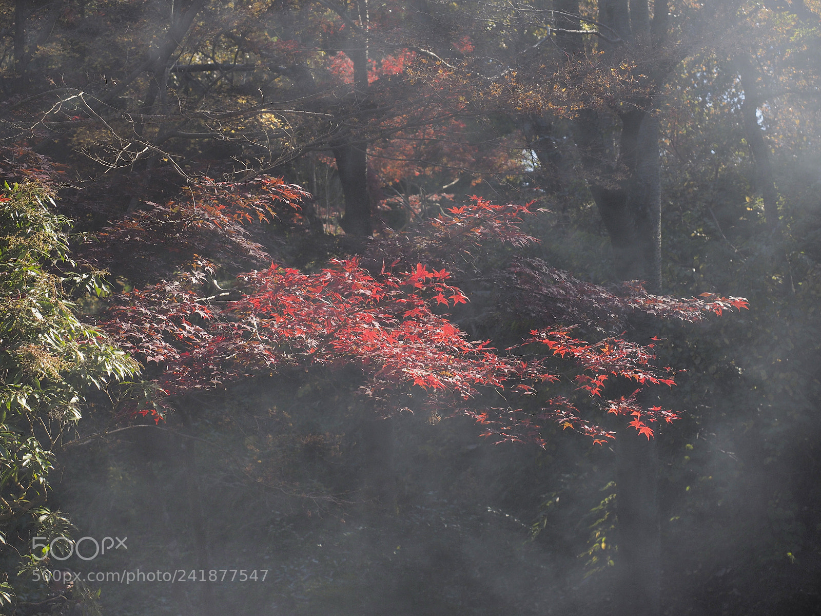 Olympus OM-D E-M1 sample photo. Red leafs in the photography