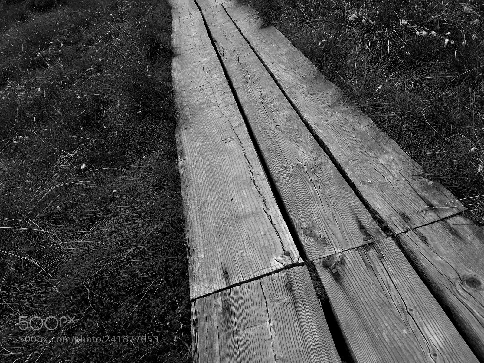 Apple iPhone SE sample photo. Boardwalk in peat bogs photography
