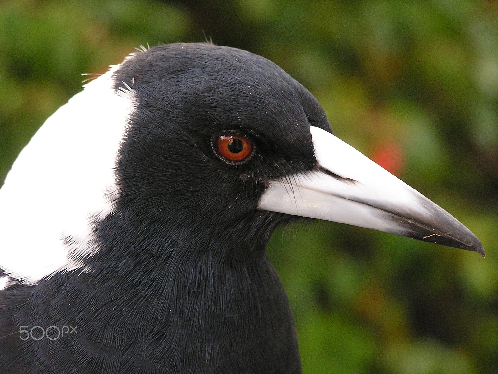 Olympus C740UZ sample photo. Australian magpie photography