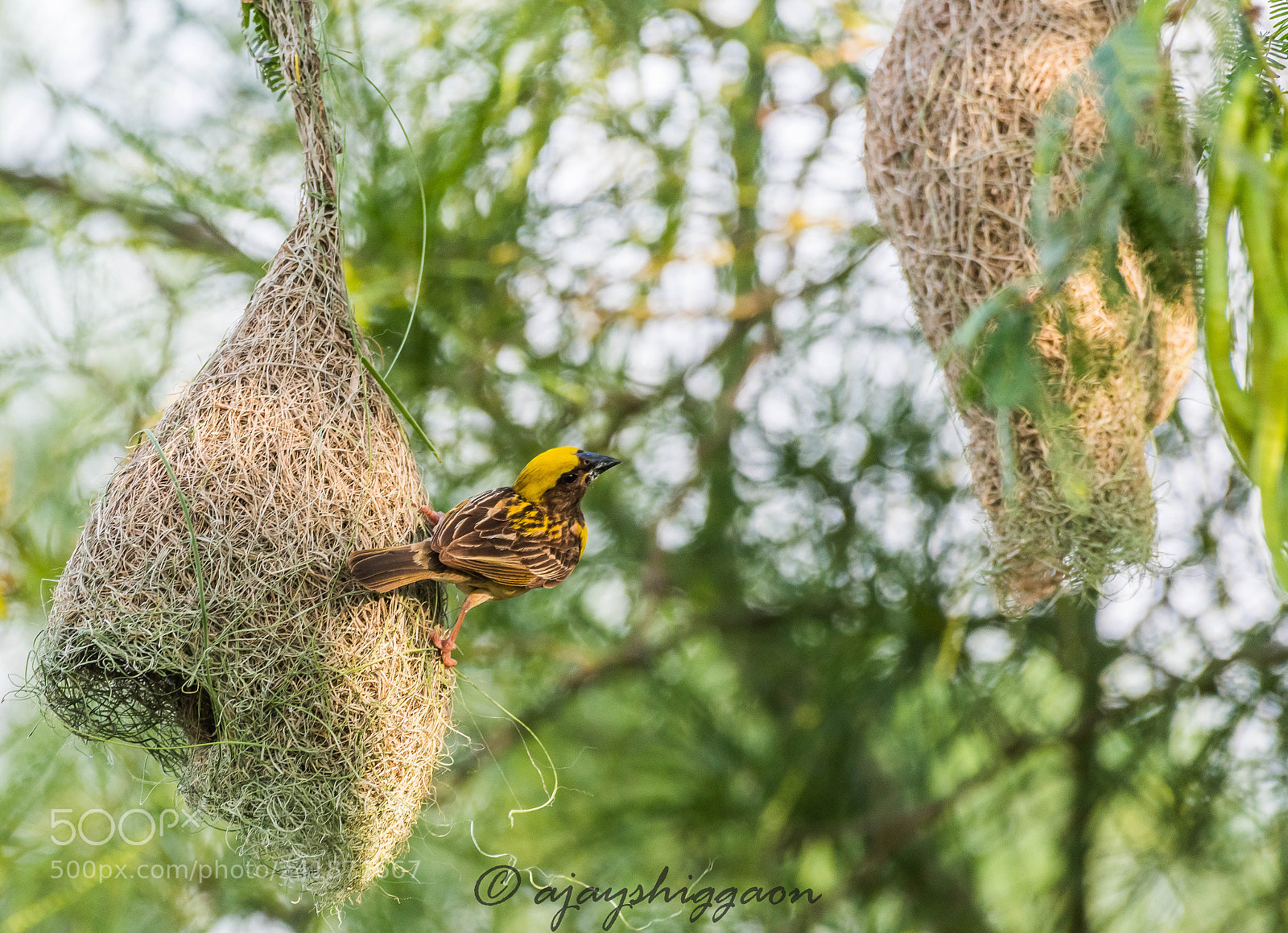Nikon D500 sample photo. Baya weaver photography