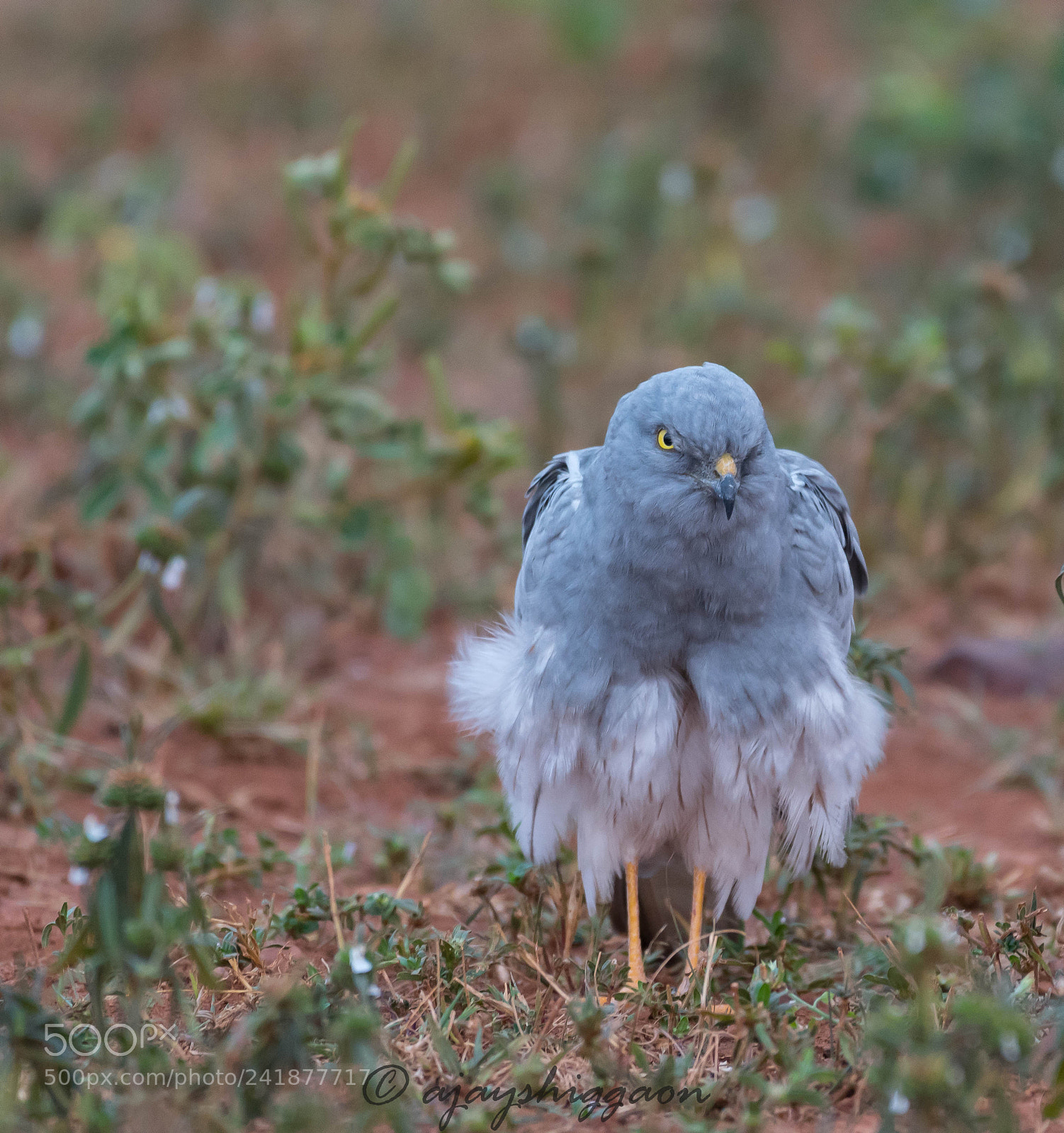Nikon D500 sample photo. Montagu’s harrier male photography
