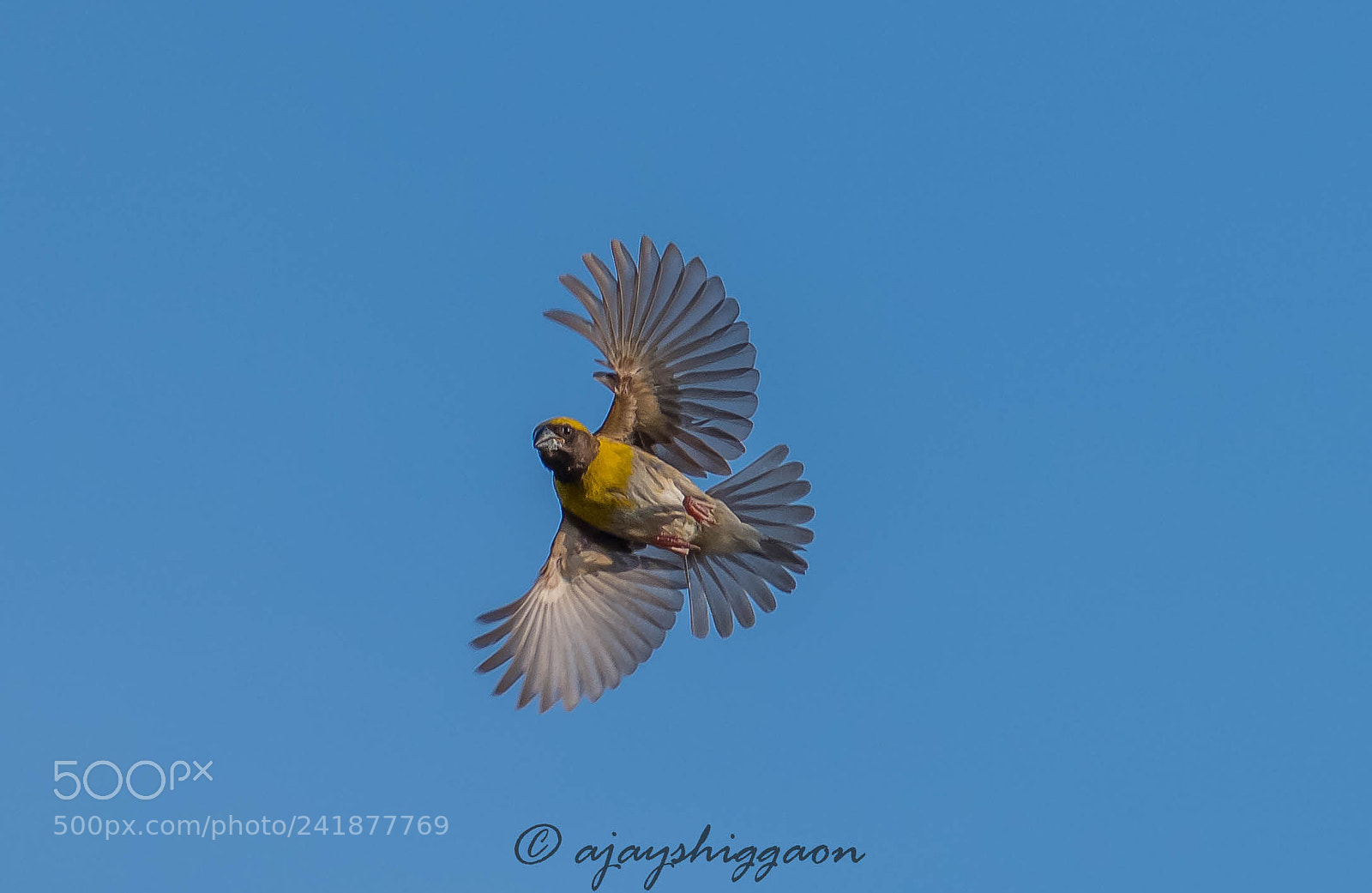 Nikon D500 sample photo. Baya weaver photography