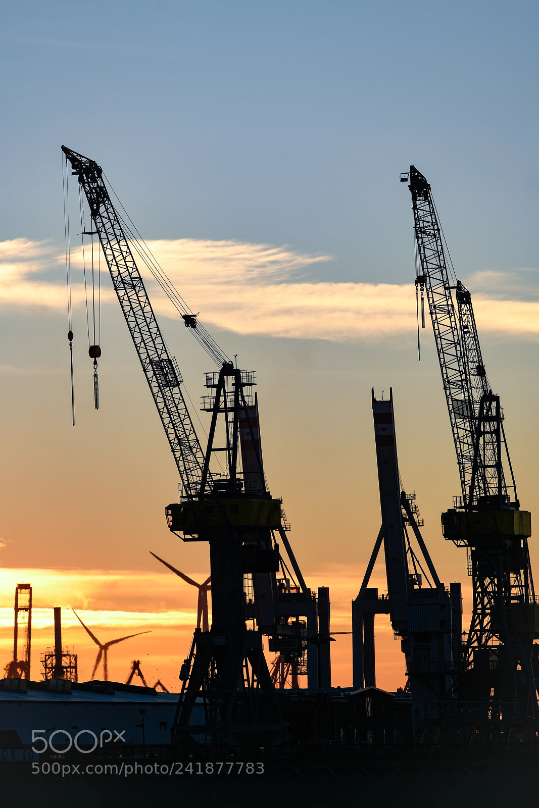 Nikon D850 sample photo. Cranes photography