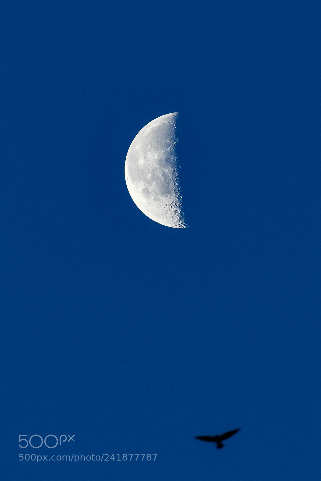 Nikon D850 sample photo. Moon photography