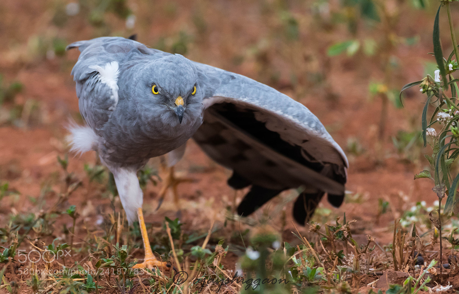 Nikon D500 sample photo. Montagu’s harrier photography