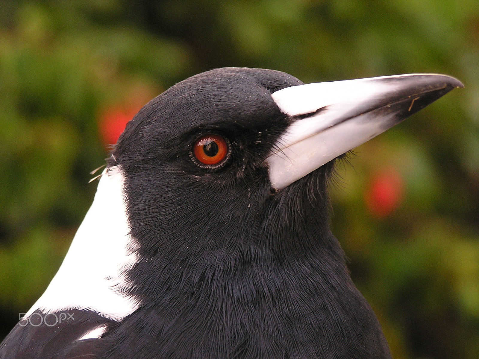 Olympus C740UZ sample photo. Maggie the magpie in our garden photography