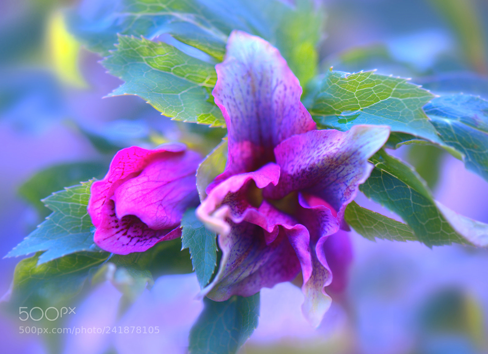 Nikon D800 sample photo. Flowers photography