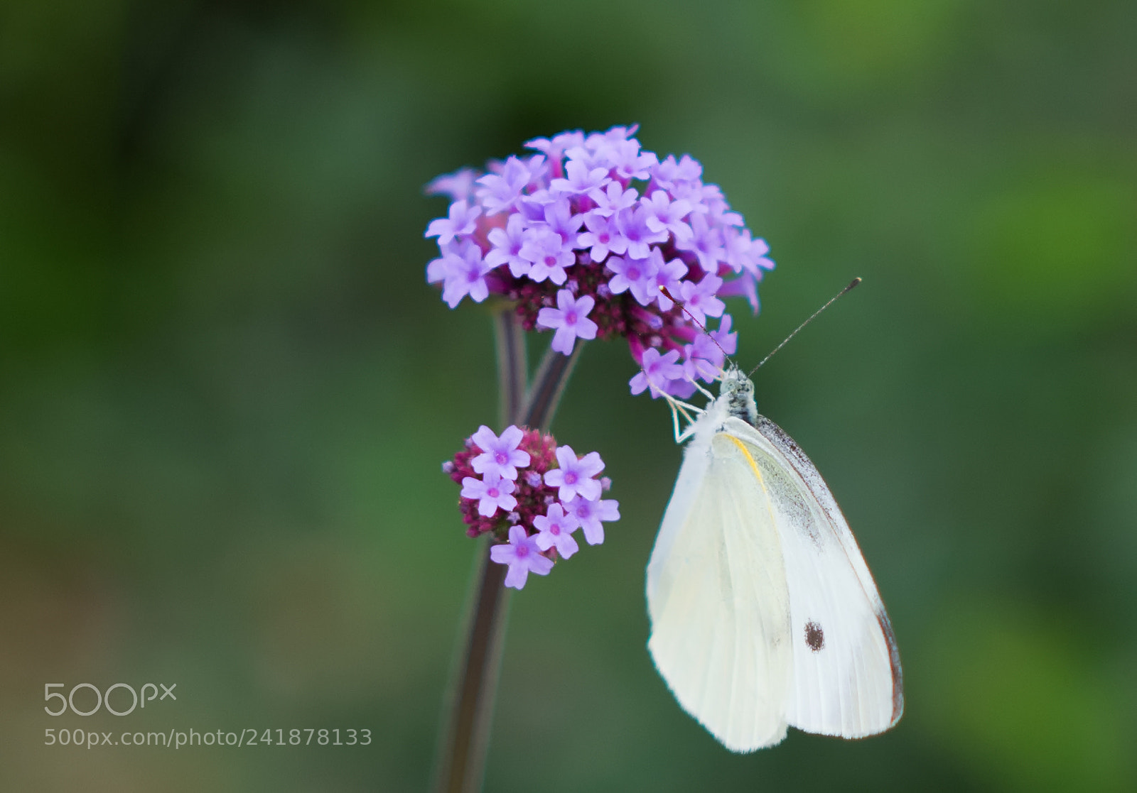 Nikon D7100 sample photo. Moth photography