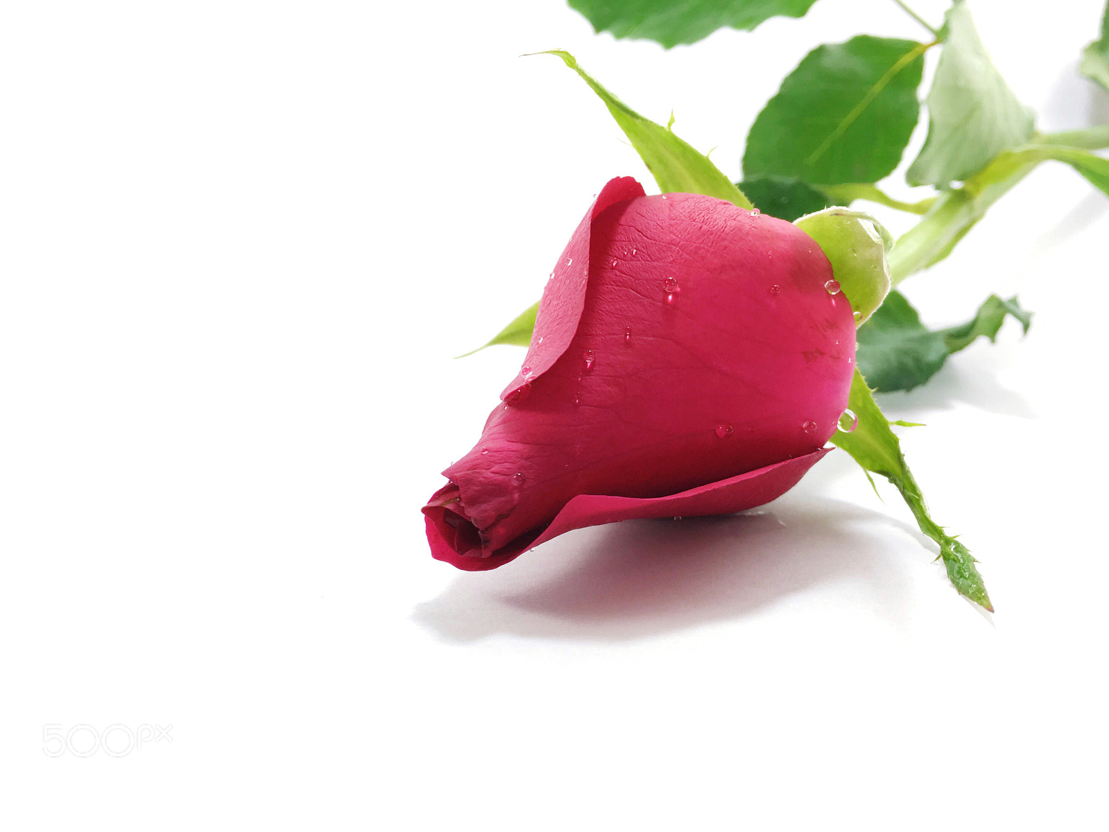 Apple iPhone SE sample photo. Close-up fresh red rose photography