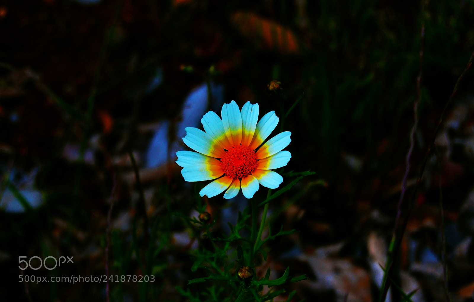 Nikon D3100 sample photo. Flor photography