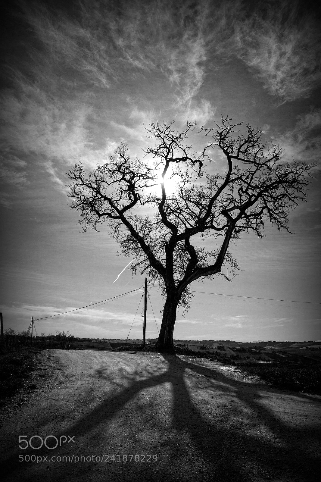 Canon EOS 50D sample photo. Tree photography