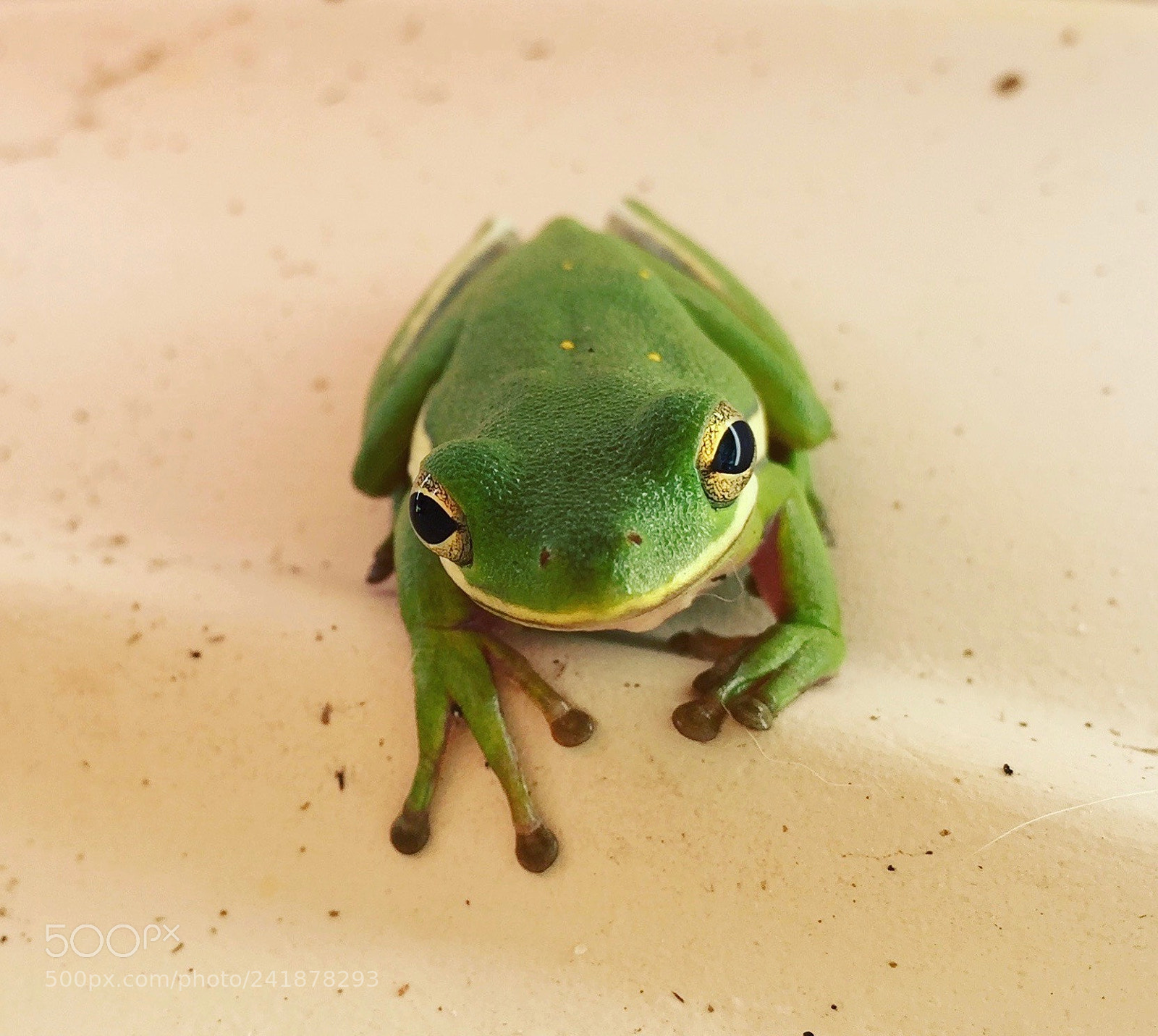 Apple iPhone 6 sample photo. Frog photography