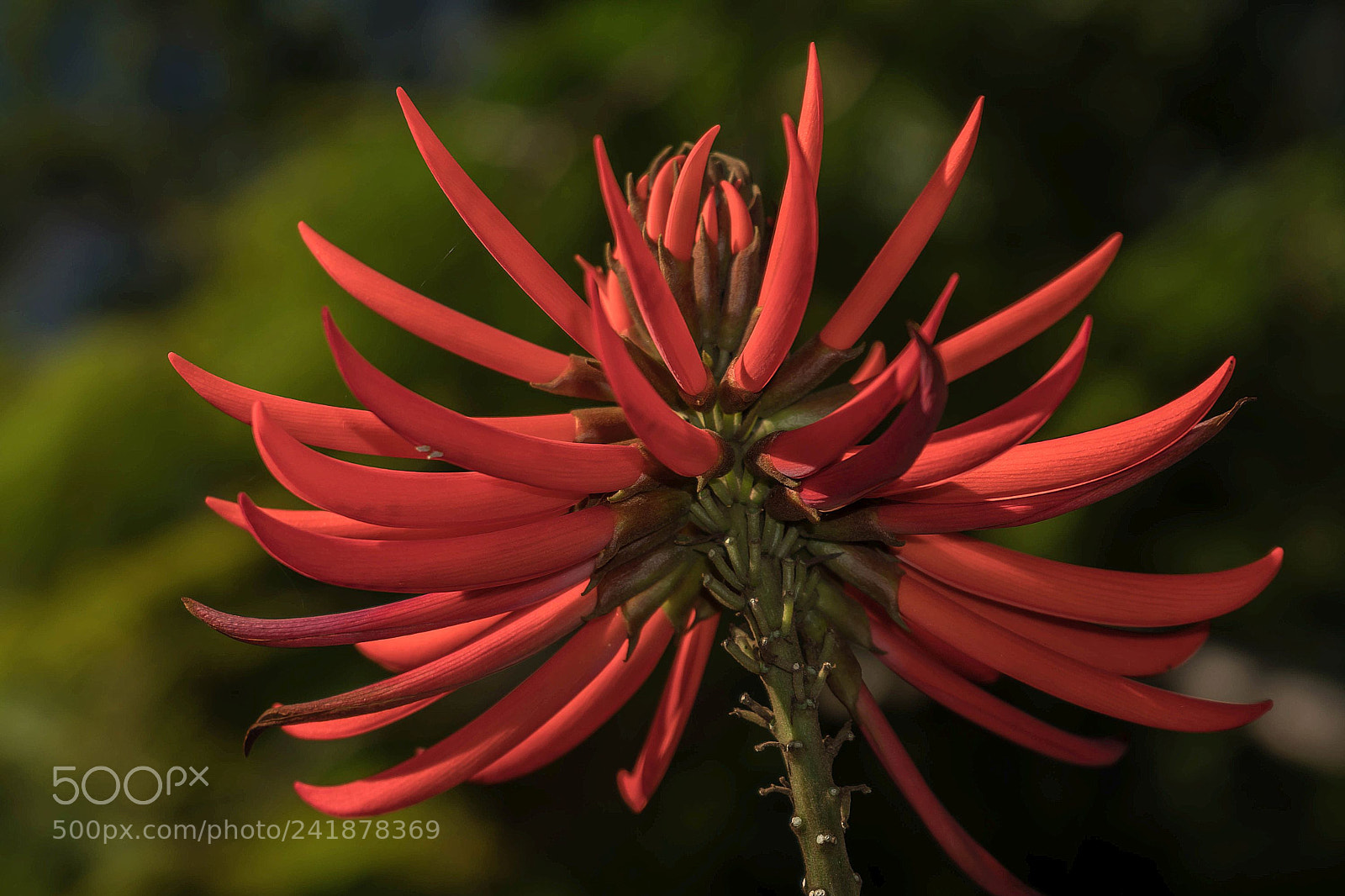 Sony a6300 sample photo. Shining red photography