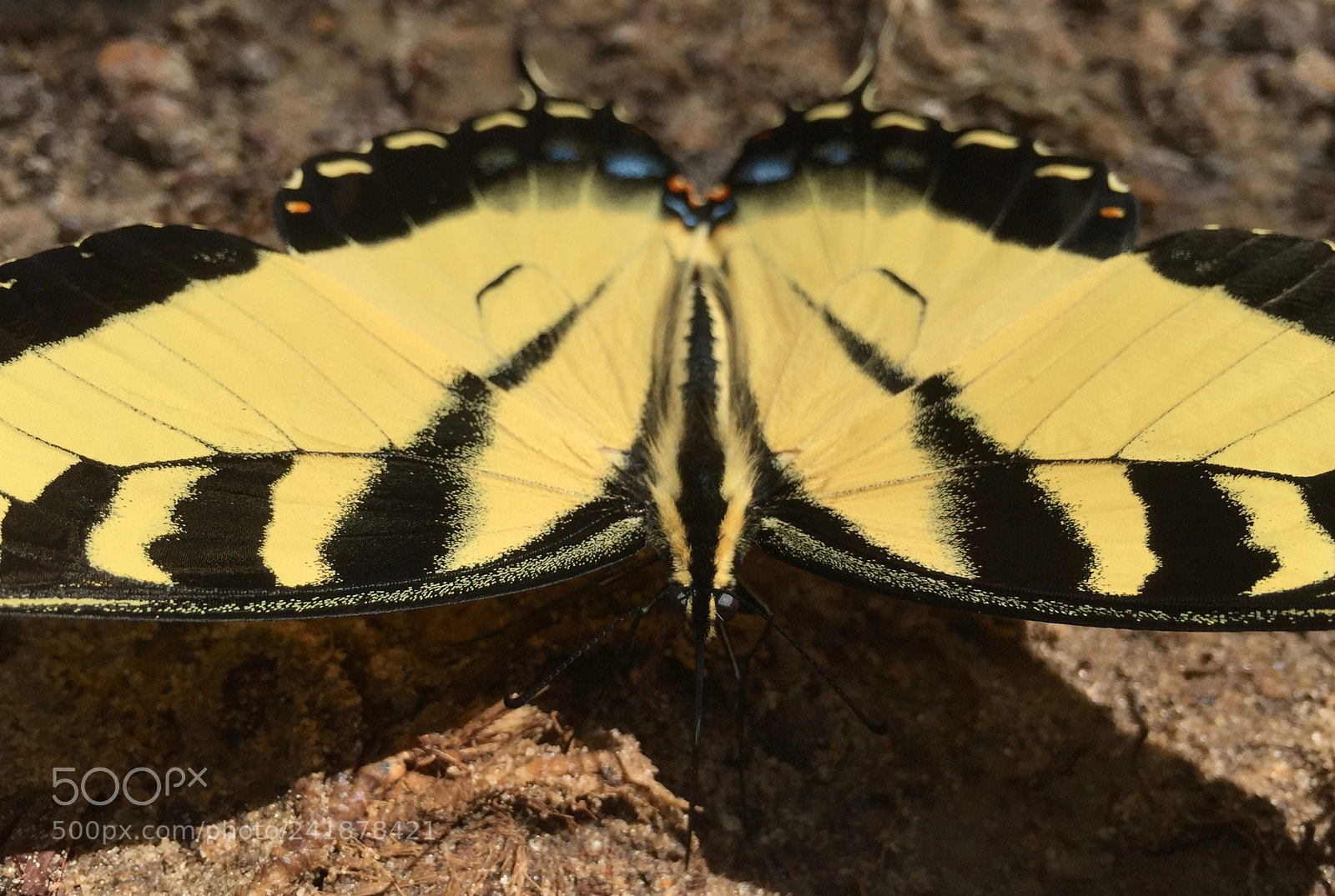 Apple iPhone 6 sample photo. Eastern tiger swallowtail butterfly photography
