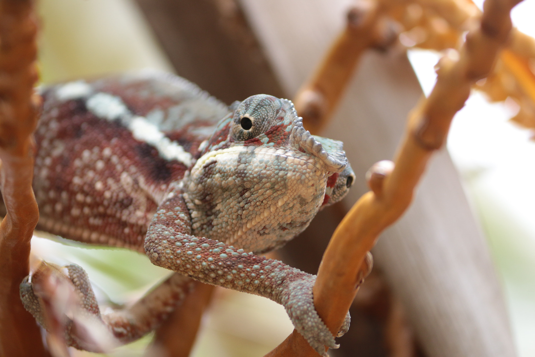 Canon EOS 70D + Canon EF 22-55mm f/4-5.6 USM sample photo. Chameleon photography