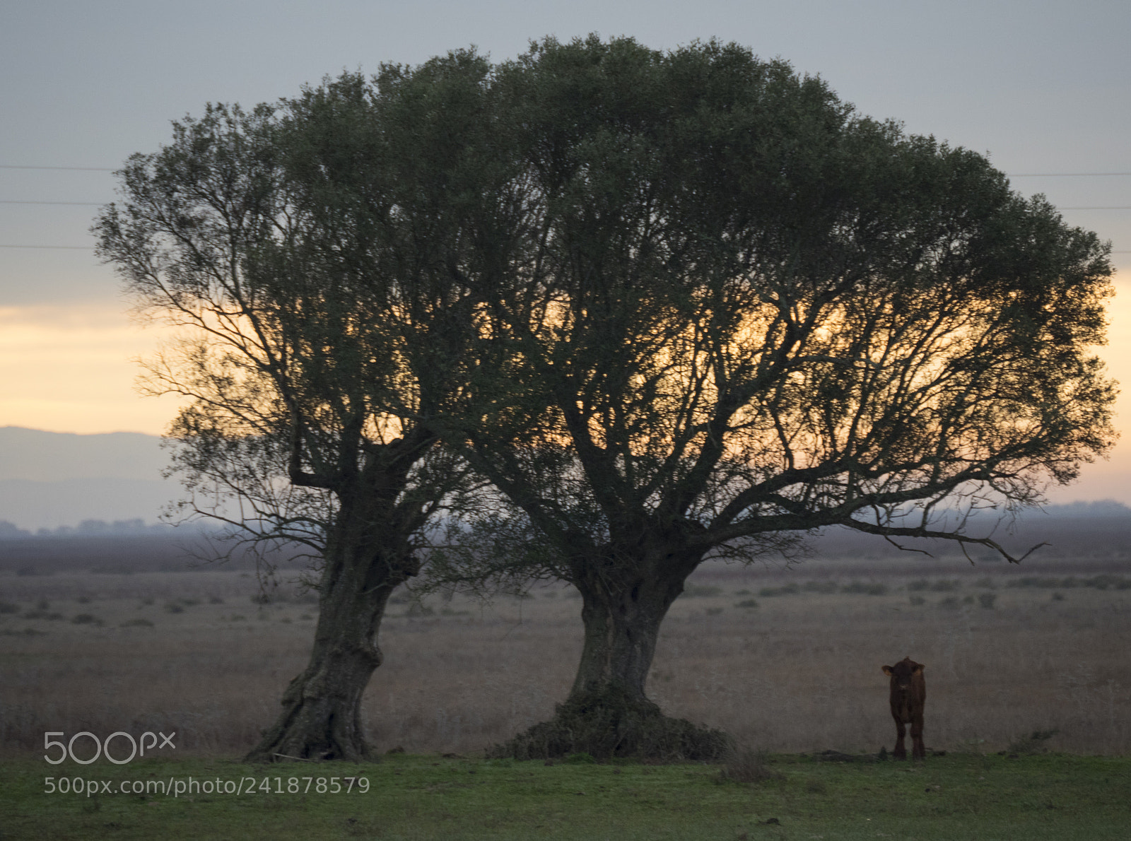 Olympus OM-D E-M1 Mark II sample photo. Dawn in the pasture. photography