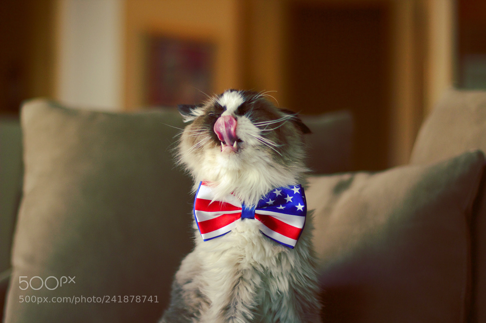 Canon EOS 600D (Rebel EOS T3i / EOS Kiss X5) sample photo. Patriotic ragdoll cat photography