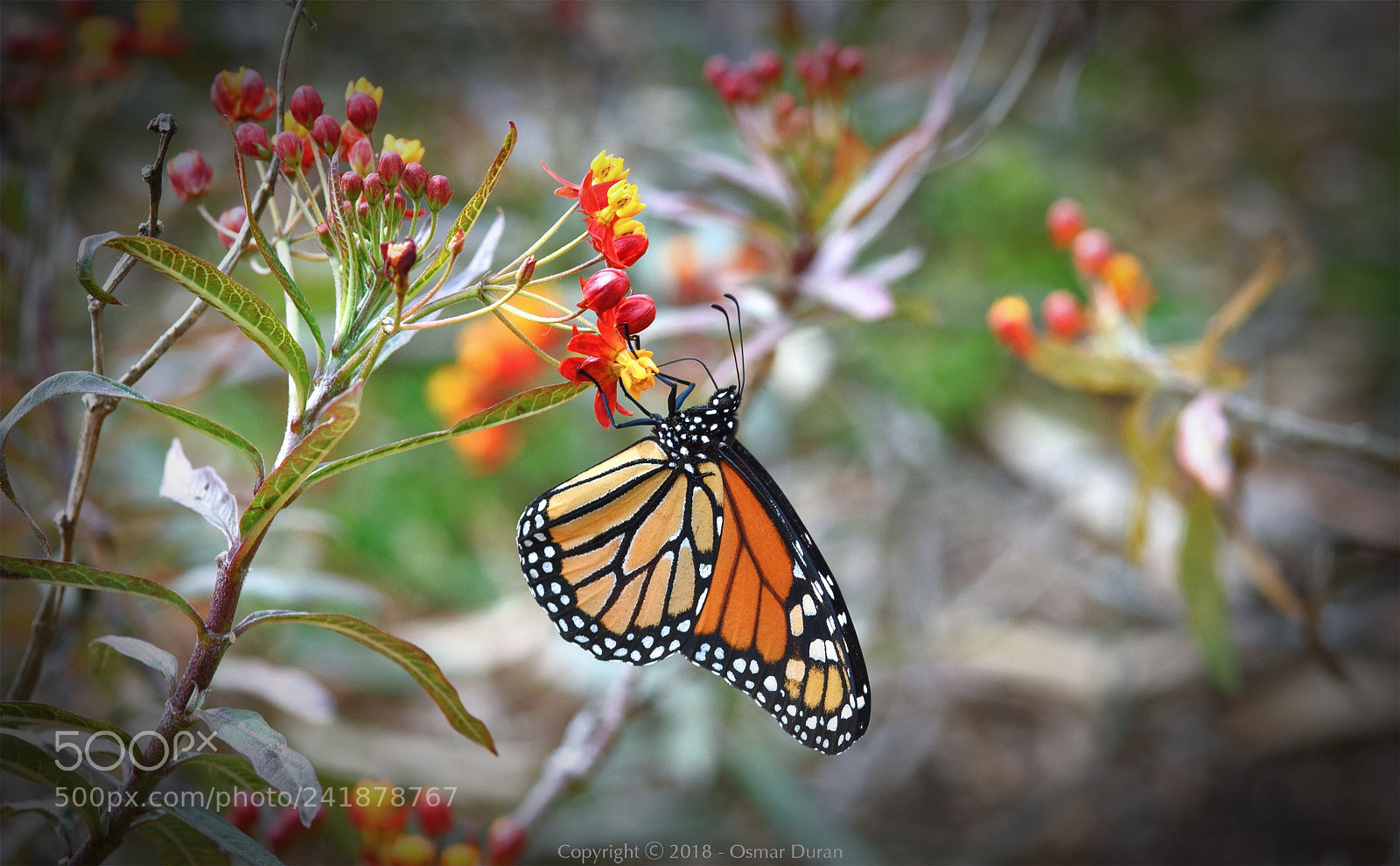 Nikon D200 sample photo. Winter monarch photography