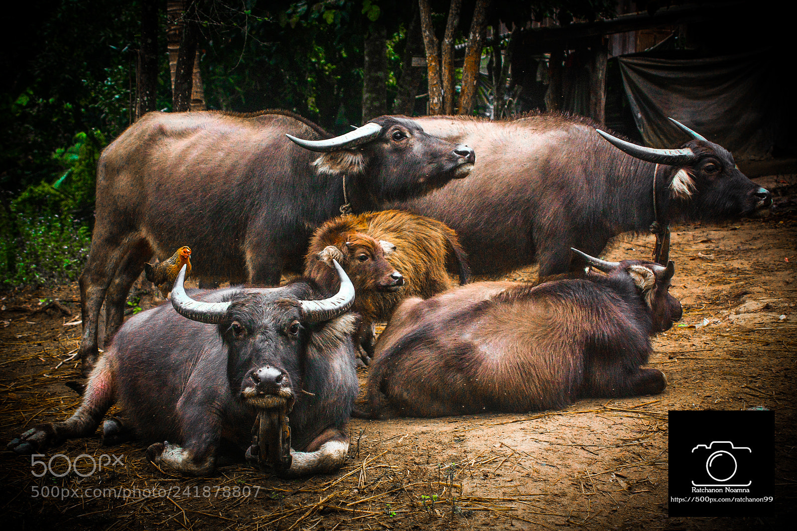 Canon EOS 450D (EOS Rebel XSi / EOS Kiss X2) sample photo. Buffalo thailand photography