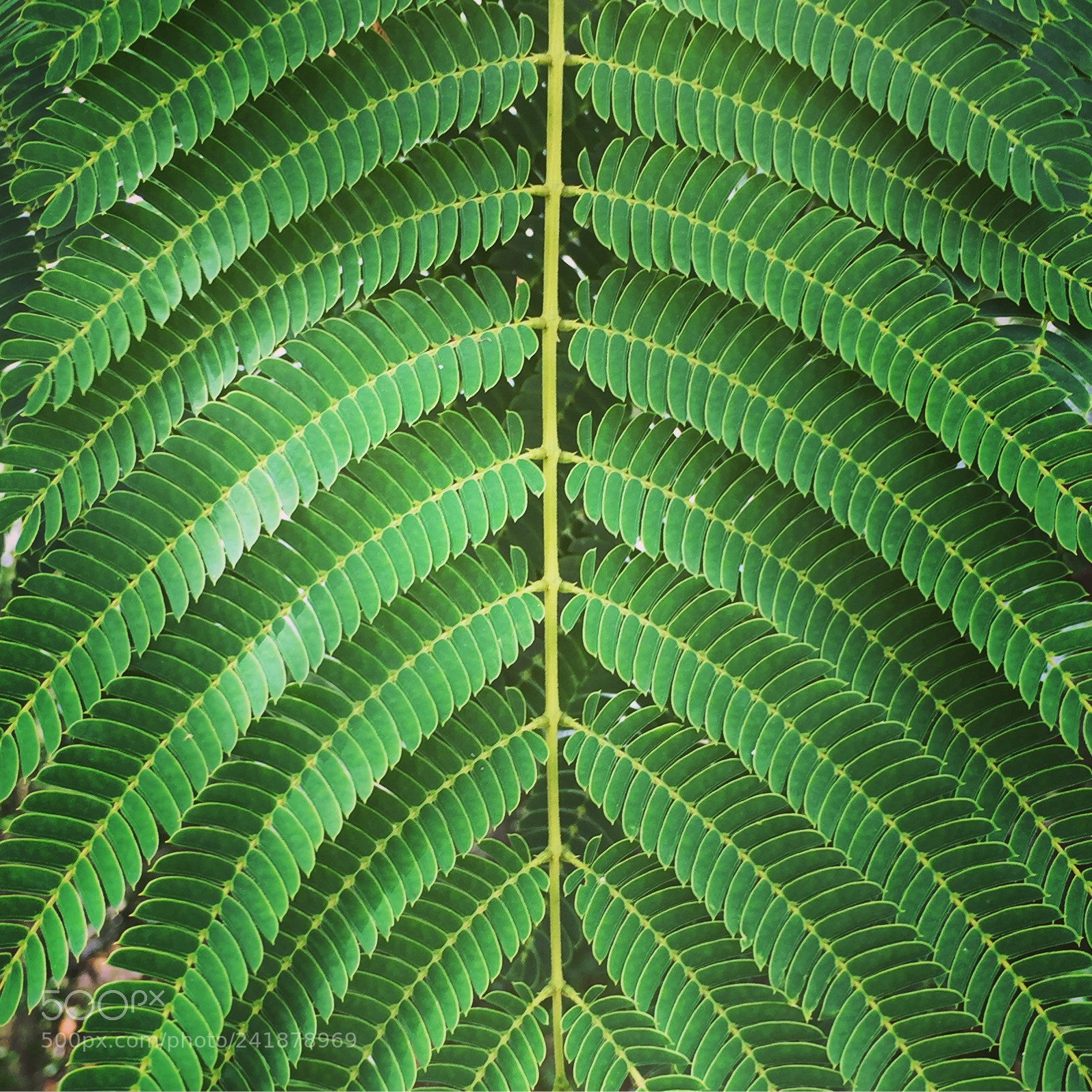 Apple iPhone 6 sample photo. Florida fern photography